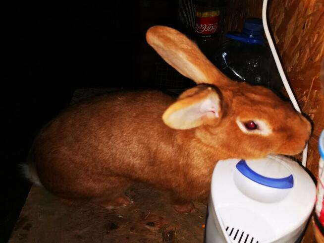 Króliki rasy burgundzkie burgundy burgund