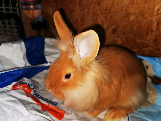 Króliki rasy burgundzkie burgundy burgund