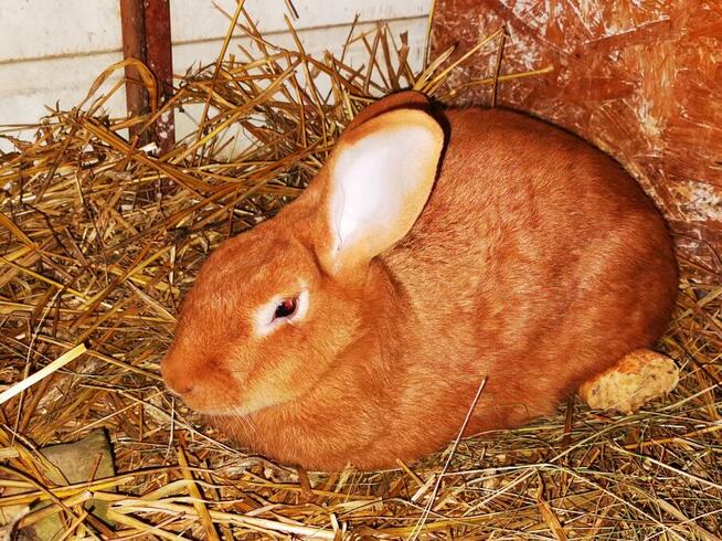 Króliki rasy burgundzkie burgundy burgund