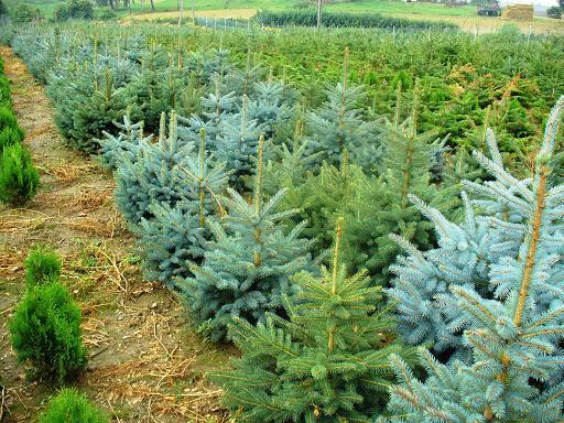 Krzewy ozdobne- duży wybór