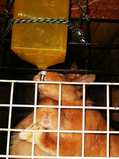 Króliki rasy burgundzkie burgundy burgund