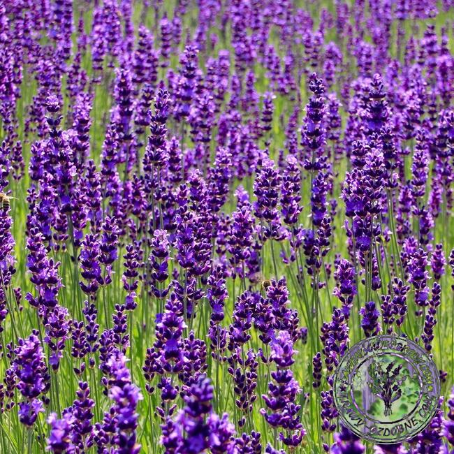 Lawenda wąskolistna Dark Havana