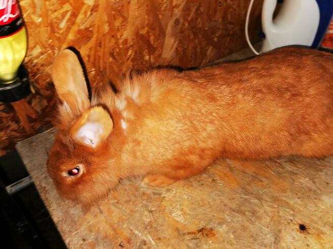 Króliki rasy burgundzkie burgundy burgund