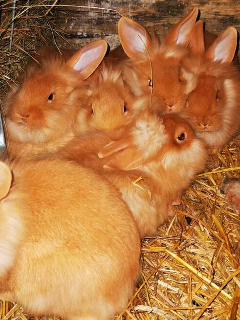 Króliki rasy burgundzkie burgundy burgund