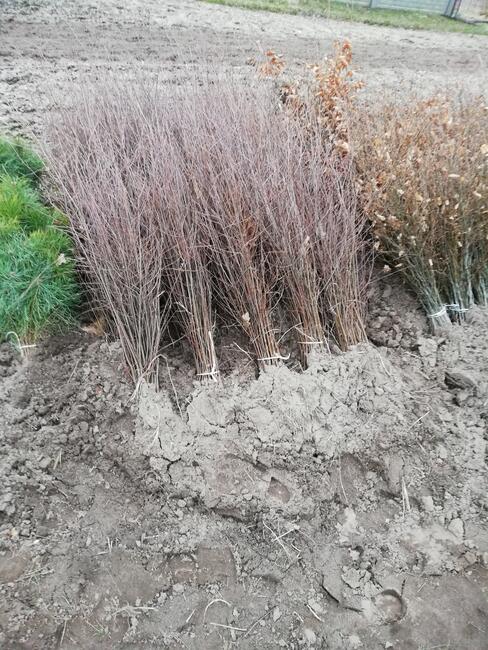 Sadzonki drzew lesnyh