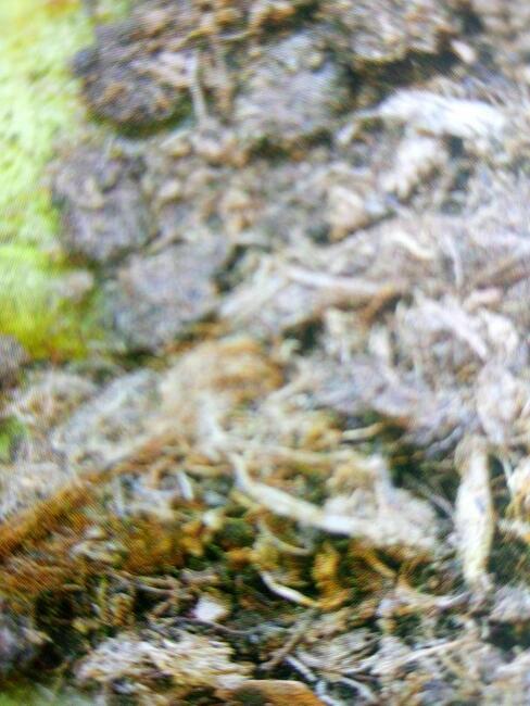 Podłoże ogrodowe kompost welna, perlit styropian hurt