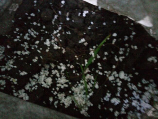 Podłoże ogrodowe kompost welna, perlit styropian hurt