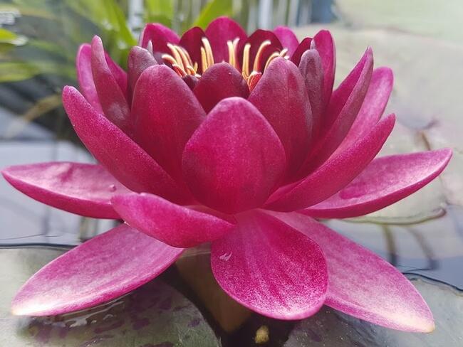 rośliny ozdobne do zbiorników wodnych i ich otoczenia