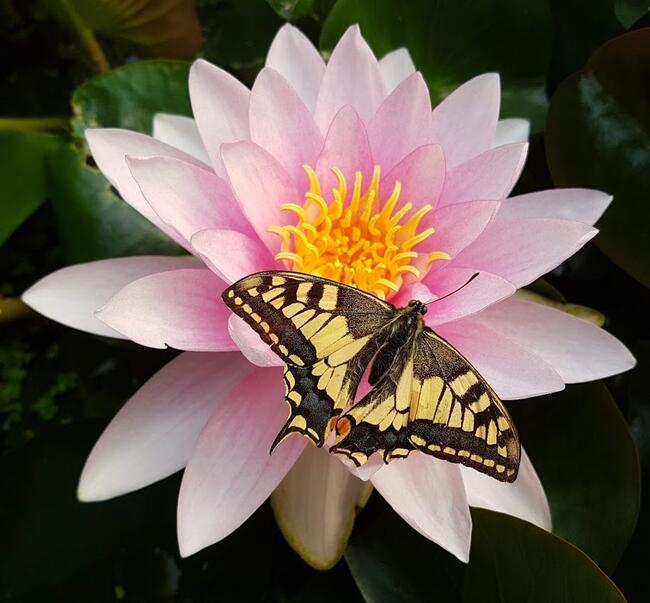 rośliny ozdobne do zbiorników wodnych i ich otoczenia