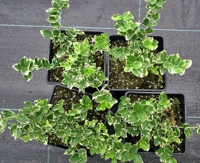 Trzmieliny w pojemnikach P-13 - różne odmiany