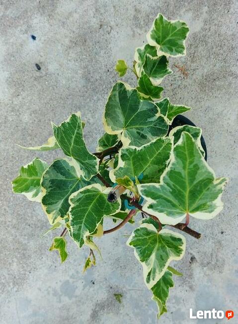 Przepiękny Bluszcz pospolity Eva w doniczce