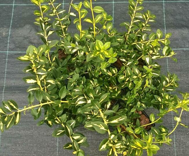 Trzmieliny w pojemnikach P-13 - różne odmiany