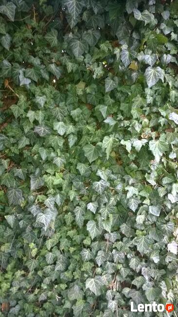 Bluszcz pospolity, żywa zimozielona ściana