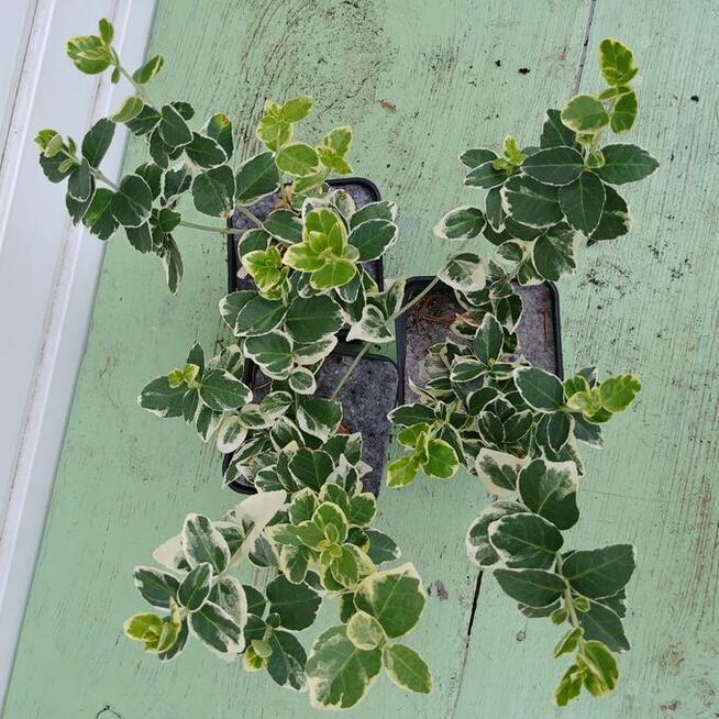 Trzmieliny w pojemnikach P-13 - różne odmiany