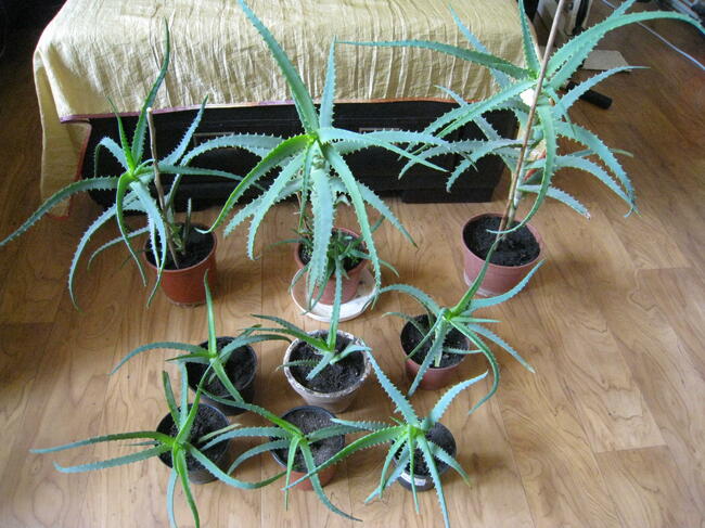 Kwiat doniczkowy Aloes, Aloe Vera, sadzonki