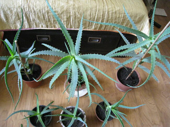 Kwiat doniczkowy Aloes, Aloe Vera, sadzonki