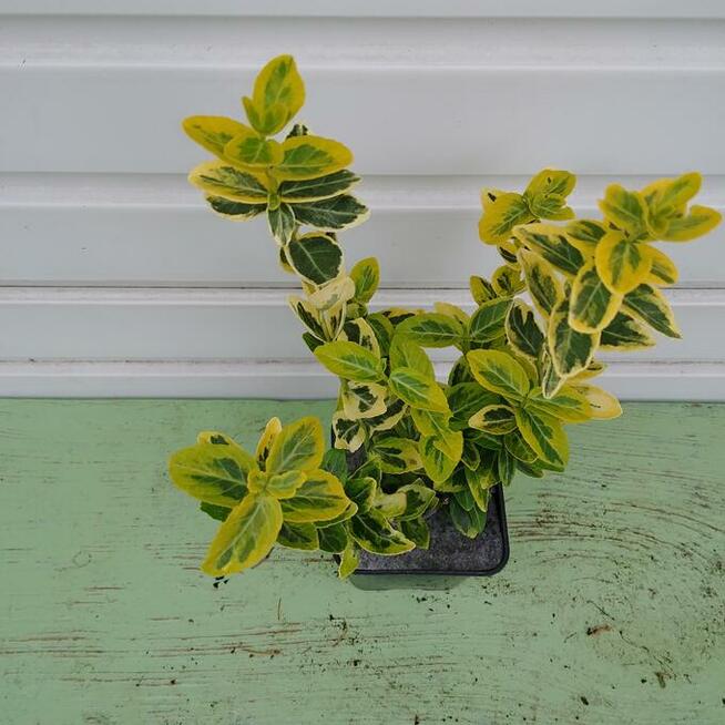 Trzmieliny w pojemnikach P-13 - różne odmiany