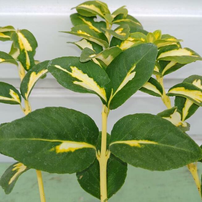 Trzmieliny w pojemnikach P-13 - różne odmiany