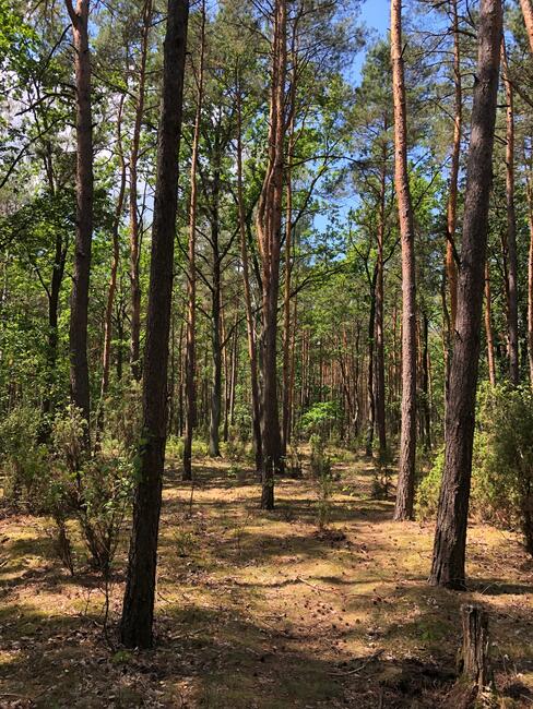 Działka Inwestycyjna Nieporęt- NAD Zalewem Zegrzyńskim