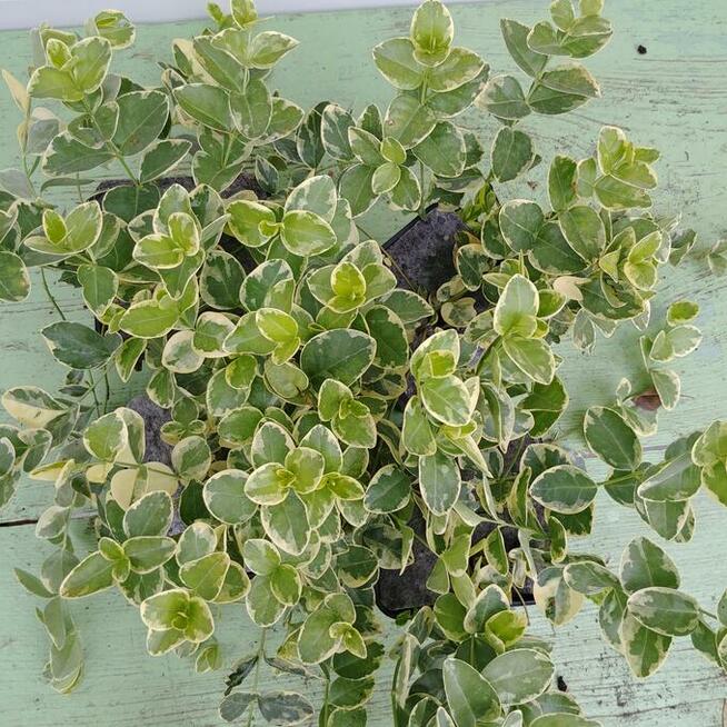 Trzmieliny w pojemnikach P-13 - różne odmiany