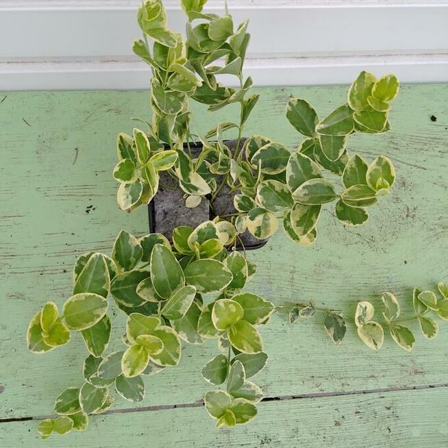 Trzmieliny w pojemnikach P-13 - różne odmiany