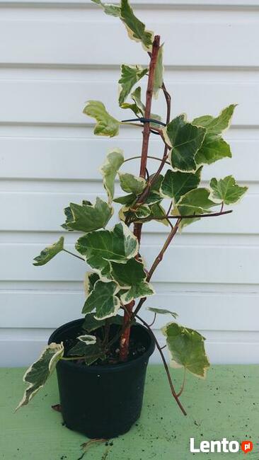 Przepiękny Bluszcz pospolity Eva w doniczce