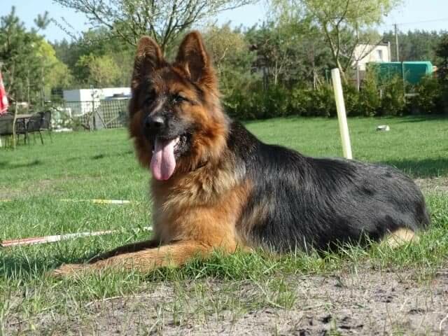 OWCZARKI NIEMIECKIE DŁUGOWŁOSE KRÓTKOWŁOSE PIĘKNE szkolenie