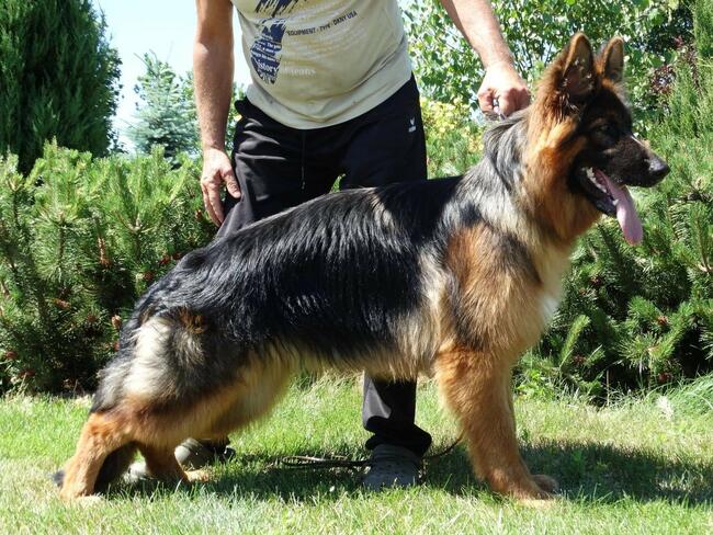 OWCZARKI NIEMIECKIE DŁUGOWŁOSE KRÓTKOWŁOSE PIĘKNE szkolenie