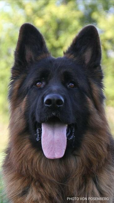 OWCZARKI NIEMIECKIE DŁUGOWŁOSE KRÓTKOWŁOSE PIĘKNE szkolenie