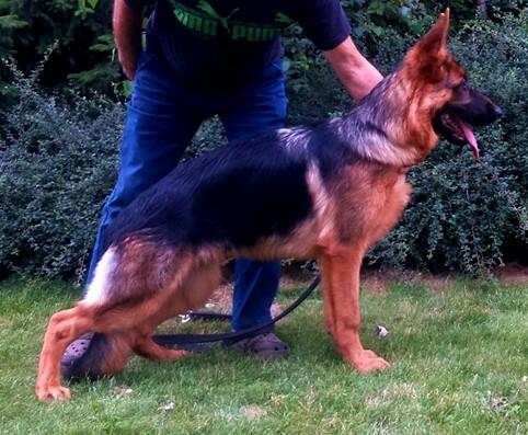 OWCZARKI NIEMIECKIE DŁUGOWŁOSE KRÓTKOWŁOSE PIĘKNE szkolenie