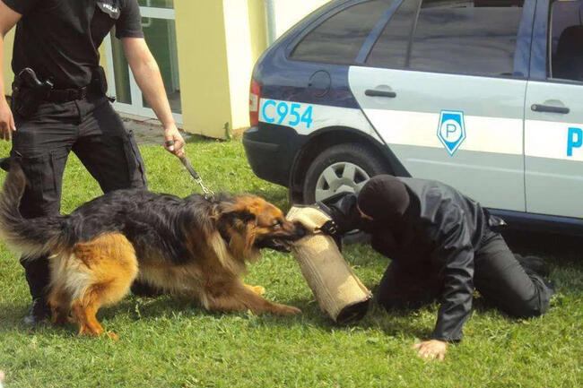 OWCZARKI NIEMIECKIE DŁUGOWŁOSE KRÓTKOWŁOSE PIĘKNE szkolenie