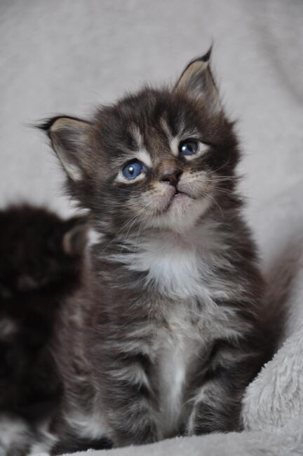 Maine Coon-- kocięta najwiękrze olbrzymy