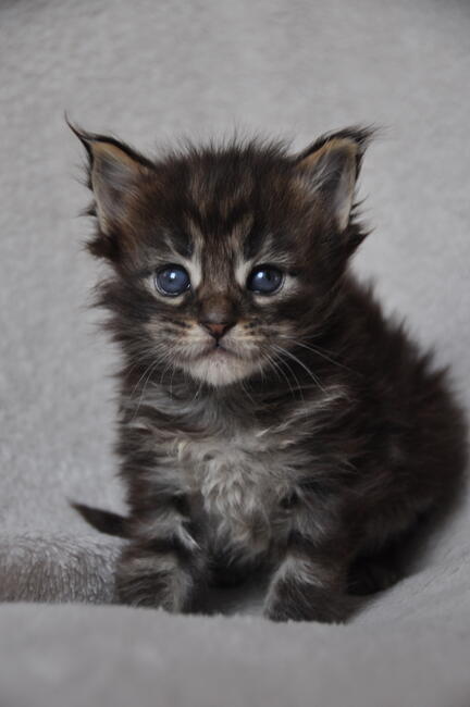 Maine Coon-- kocięta najwiękrze olbrzymy