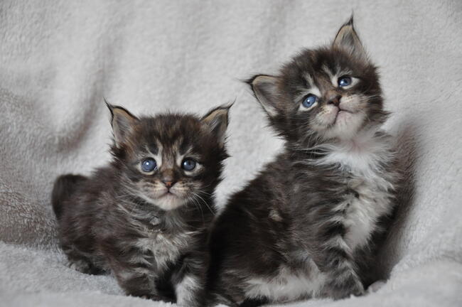 Maine Coon-- kocięta najwiękrze olbrzymy