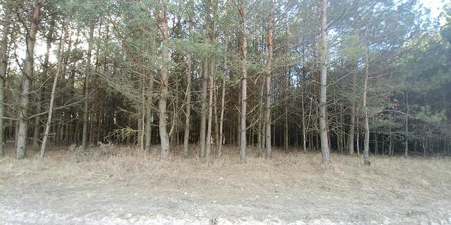 Biała Piska (gw), Drygały Las