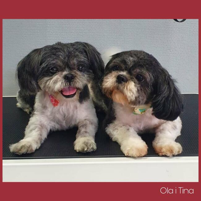 Psi fryzjer Reksio Zielona Góra