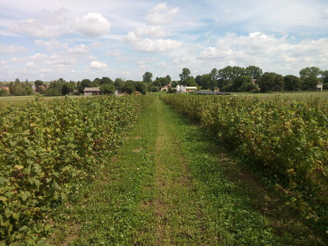 Bacter Plant 1kg bezkarencyjny do ochrony malin truskawki