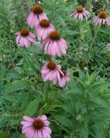 Bacter Plant 1kg bezkarencyjny do ochrony malin truskawki