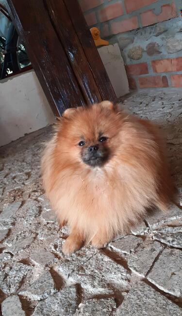 Pomeranian reproduktor FCI ZKwP krycie szpic miniaturowy