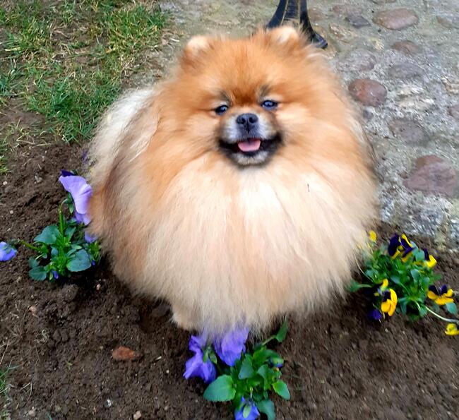 Pomeranian reproduktor FCI ZKwP krycie szpic miniaturowy