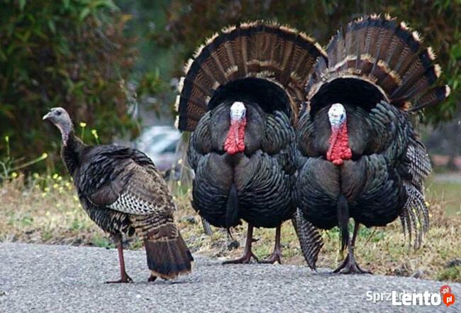 Indycze jaja lęgowe