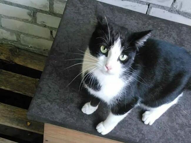 Magnolia - piękna i miziasta