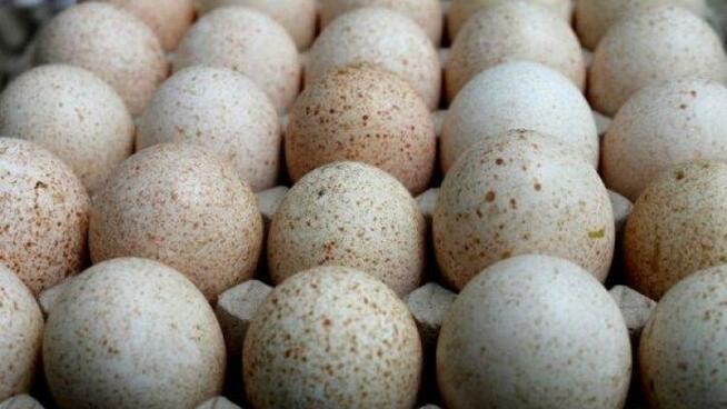 Indycze jaja lęgowe