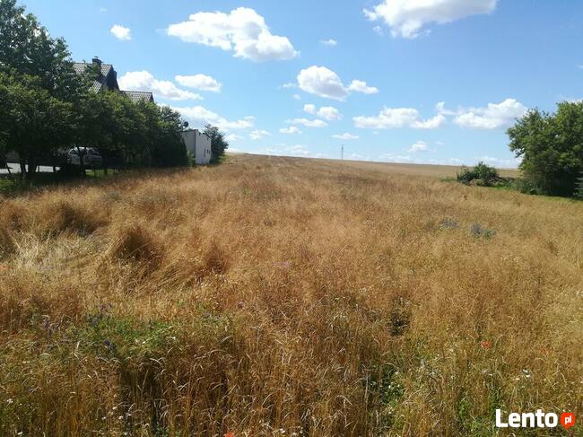 orkisz ekologiczny w łusce może być do siewu