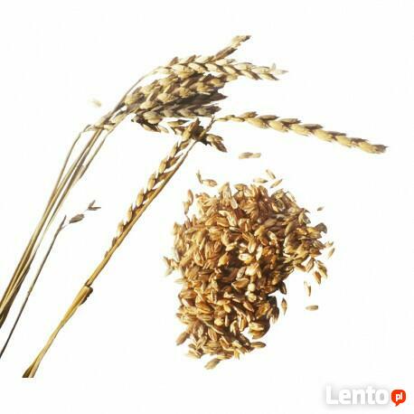 orkisz ekologiczny w łusce może być do siewu