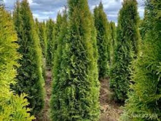 Tuje Ustroń, Wisła,Skoczów, Koniaków,Jaworzynka, Istebna DOWÓZ