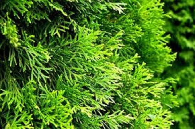 Tuje Ustroń, Wisła,Skoczów, Koniaków,Jaworzynka, Istebna DOWÓZ