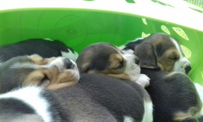 BEAGLE szczenieta z hodowli SIMPATICA PS FCI