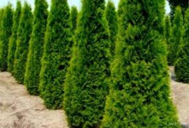 Tuje Ustroń, Wisła,Skoczów, Koniaków,Jaworzynka, Istebna DOWÓZ