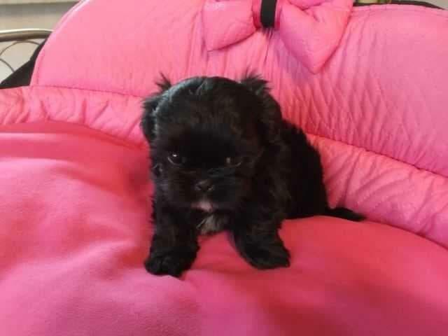 *** Shih Tzu Prześliczne Czarne Maluszki Po Malutkich Rodzic